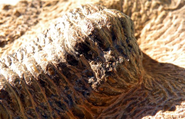 Trilobiti verosimilmente marocchine